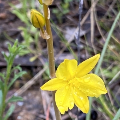 Bulbine bulbosa (Golden Lily) at Fadden, ACT - 2 Oct 2021 by RAllen