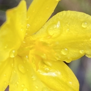 Bulbine bulbosa at Fadden, ACT - 2 Oct 2021