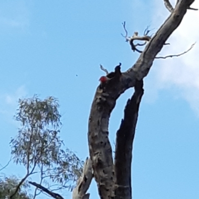 Callocephalon fimbriatum (Gang-gang Cockatoo) at Bruce Ridge to Gossan Hill - 2 Oct 2021 by alell