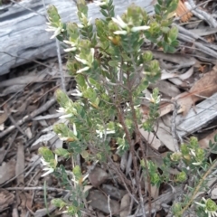 Brachyloma daphnoides (Daphne Heath) at Bruce, ACT - 2 Oct 2021 by alell