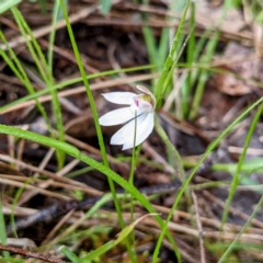Caladenia fuscata (Dusky Fingers) at McQuoids Hill - 2 Oct 2021 by HelenCross