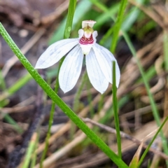 Caladenia fuscata at Kambah, ACT - suppressed