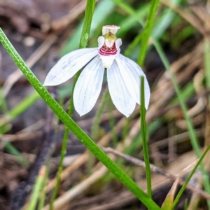 Caladenia fuscata at Kambah, ACT - suppressed