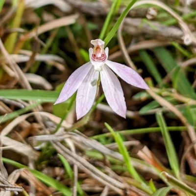 Caladenia fuscata (Dusky Fingers) at Kambah, ACT - 2 Oct 2021 by HelenCross