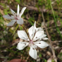 Burchardia umbellata (Milkmaids) at Albury - 2 Oct 2021 by ClaireSee