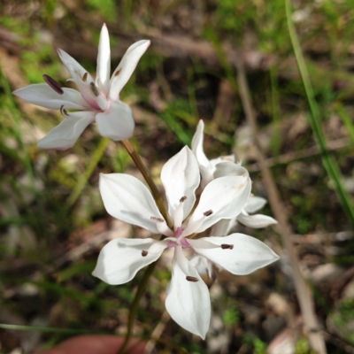 Burchardia umbellata (Milkmaids) at Albury, NSW - 2 Oct 2021 by ClaireSee