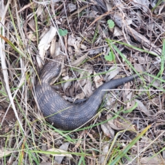 Tiliqua scincoides scincoides (Eastern Blue-tongue) at Monument Hill and Roper Street Corridor - 2 Oct 2021 by ClaireSee