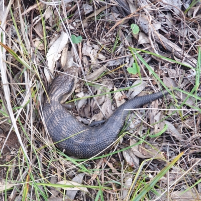 Tiliqua scincoides scincoides (Eastern Blue-tongue) at Albury - 2 Oct 2021 by ClaireSee