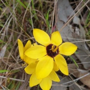 Ixia maculata at West Albury, NSW - 2 Oct 2021