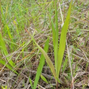 Ixia maculata at West Albury, NSW - 2 Oct 2021