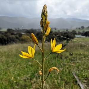 Bulbine sp. at Kambah, ACT - 2 Oct 2021 01:40 PM