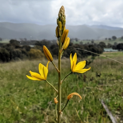 Bulbine sp. at Kambah, ACT - 2 Oct 2021 by HelenCross