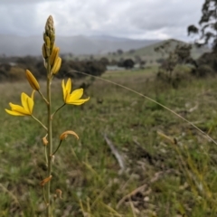 Bulbine sp. at Kambah, ACT - 2 Oct 2021