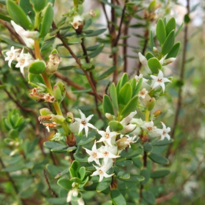 Brachyloma daphnoides (Daphne Heath) at Albury - 2 Oct 2021 by ClaireSee