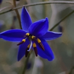 Dianella revoluta (Black-Anther Flax Lily) at Bruce, ACT - 1 Oct 2021 by alell