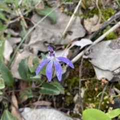 Cyanicula caerulea (Blue Fingers, Blue Fairies) at Jerrabomberra, NSW - 2 Oct 2021 by Steve_Bok