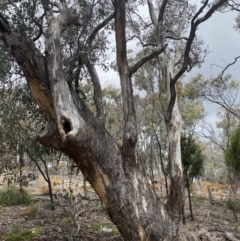 Eucalyptus melliodora (Yellow Box) at Jerrabomberra, NSW - 2 Oct 2021 by Steve_Bok