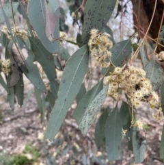 Eucalyptus melliodora at QPRC LGA - 2 Oct 2021