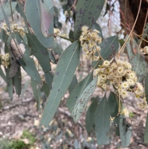 Eucalyptus melliodora at QPRC LGA - 2 Oct 2021