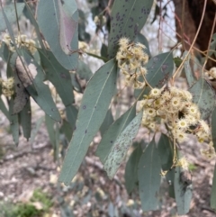 Eucalyptus melliodora at Jerrabomberra, NSW - 2 Oct 2021
