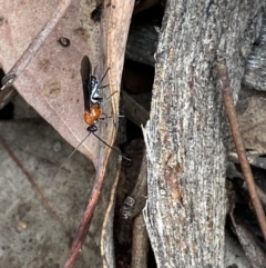 Braconidae (family) (Unidentified braconid wasp) at Jerrabomberra, NSW - 2 Oct 2021 by Steve_Bok