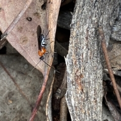 Braconidae (family) (Unidentified braconid wasp) at Jerrabomberra, NSW - 2 Oct 2021 by SteveBorkowskis