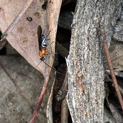 Braconidae (family) (Unidentified braconid wasp) at Jerrabomberra, NSW - 2 Oct 2021 by SteveBorkowskis