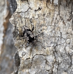 Disterna canosa (A longhorn beetle) at Jerrabomberra, NSW - 2 Oct 2021 by Steve_Bok