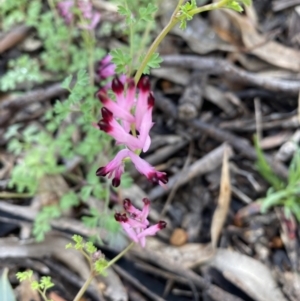 Fumaria sp. at Jerrabomberra, NSW - 2 Oct 2021