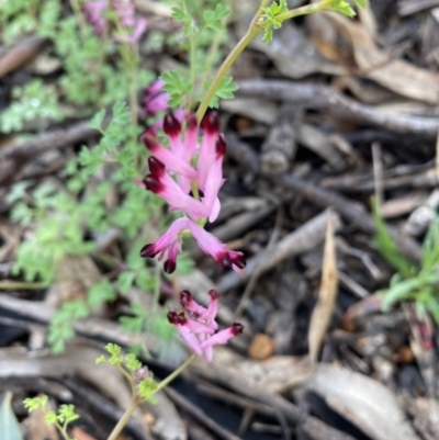 Fumaria sp. (Fumitory) at Jerrabomberra, NSW - 2 Oct 2021 by Steve_Bok