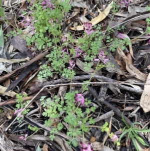 Fumaria sp. at Jerrabomberra, NSW - 2 Oct 2021 11:44 AM