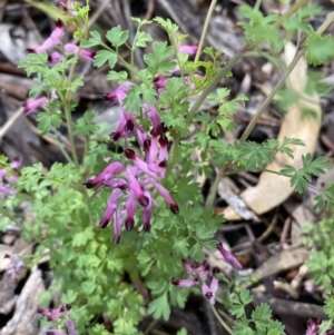 Fumaria sp. at Jerrabomberra, NSW - 2 Oct 2021 11:44 AM