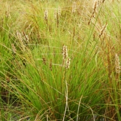 Carex appressa (Tall Sedge) at Mount Taylor - 29 Sep 2021 by MatthewFrawley