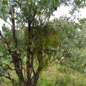 Amyema sp. at Fisher, ACT - 29 Sep 2021 03:21 PM