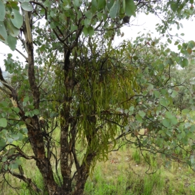 Amyema sp. (Mistletoe) at Mount Taylor - 29 Sep 2021 by MatthewFrawley