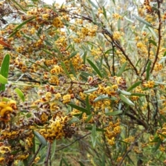 Daviesia mimosoides (Bitter Pea) at Fisher, ACT - 29 Sep 2021 by MatthewFrawley