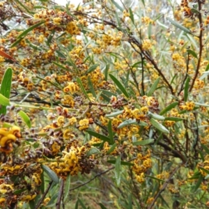 Daviesia mimosoides at Fisher, ACT - 29 Sep 2021