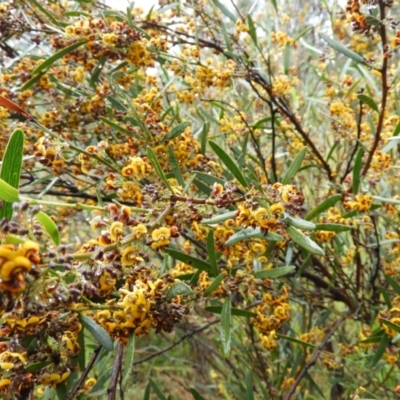 Daviesia mimosoides (Bitter Pea) at Fisher, ACT - 29 Sep 2021 by MatthewFrawley