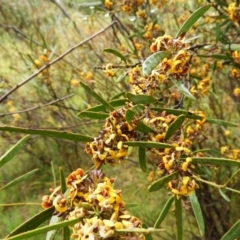 Daviesia mimosoides at Fisher, ACT - 29 Sep 2021