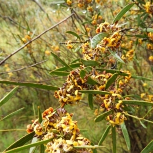 Daviesia mimosoides at Fisher, ACT - 29 Sep 2021