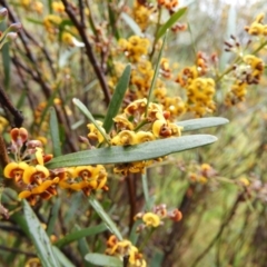 Daviesia mimosoides at Fisher, ACT - 29 Sep 2021