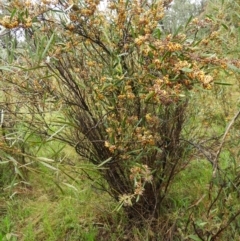 Daviesia mimosoides at Fisher, ACT - 29 Sep 2021