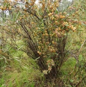 Daviesia mimosoides at Fisher, ACT - 29 Sep 2021