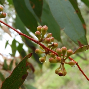 Eucalyptus dives at Fisher, ACT - 29 Sep 2021 03:31 PM