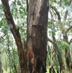 Eucalyptus dives at Fisher, ACT - 29 Sep 2021 03:31 PM