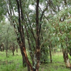 Eucalyptus dives at Fisher, ACT - 29 Sep 2021