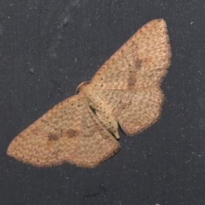 Epicyme rubropunctaria at Higgins, ACT - 2 Oct 2021 07:44 AM