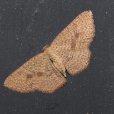 Epicyme rubropunctaria (Red-spotted Delicate) at Higgins, ACT - 2 Oct 2021 by AlisonMilton