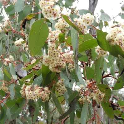 Eucalyptus polyanthemos (Red Box) at Mount Taylor - 29 Sep 2021 by MatthewFrawley