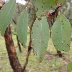 Eucalyptus polyanthemos at Fisher, ACT - 29 Sep 2021 03:33 PM